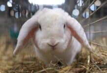 RLP: Mehrfach Kaninchen gestohlen — Polizei ermittelt Haustier-Diebin