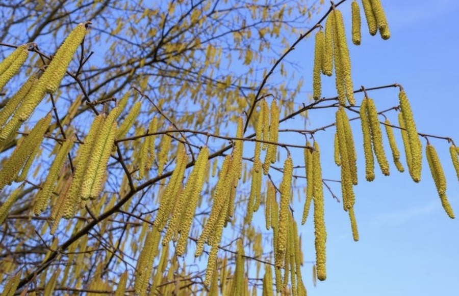 -Ungew-hnlich-fr-h-Pollenallergiker-leiden-schon-Haselpollen-fliegen-bereits