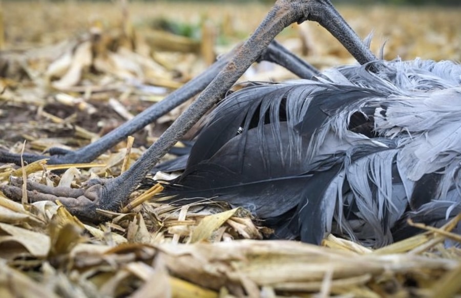 Sorge-vor-dem-Vogelzug-Warum-die-Vogelgrippe-in-Rheinland-Pfalz-ein-Risiko-bleibt