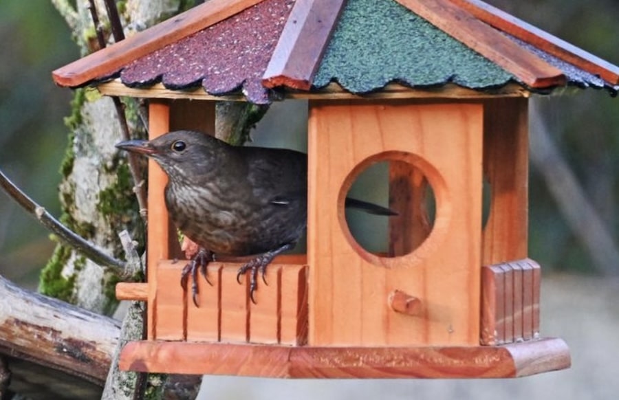 Beobachtungsaktion-100-Vogelarten-schon-im-Januar-in-Rheinland-Pfalz-gesichtet