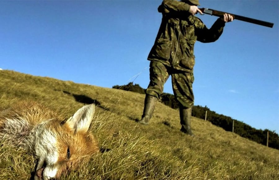 Fuchsjagd-in-Bitburg-in-der-Kritik-PETA-fordert-gesetzliches-Verbot