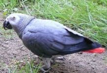 Eifelkreis: Graupapagei „Philipp“ vermisst – Polizei bittet um Hinweise