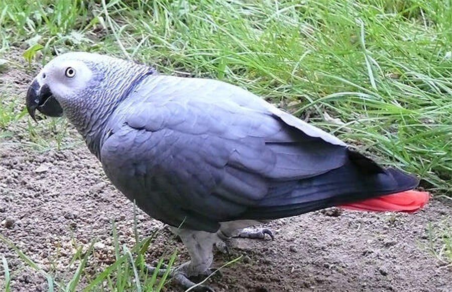 Eifelkreis-Graupapagei-Philipp-vermisst-Polizei-bittet-um-Hinweise