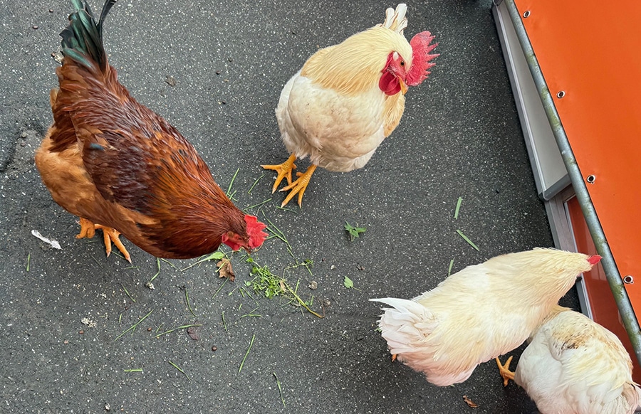 Ungew-hnlicher-Besuch-H-hner-erkunden-Freizeitpark-auf-eigene-Faust