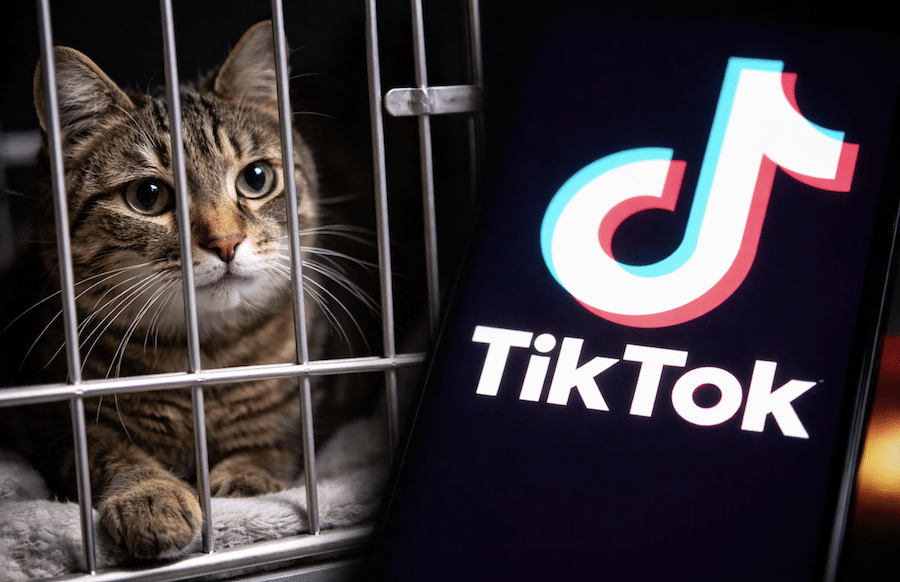 TikTok-Schock-Katzen-gequ-lt-f-r-Klicks-Gericht-entzieht-Katzenhalter-alle-Tiere-