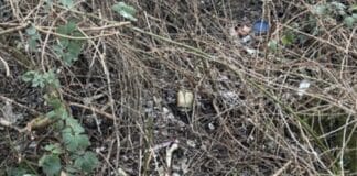 RLP: Grausiger Schädelfund an Spielplatz — Toter durch DNA-Abgleich identifiziert