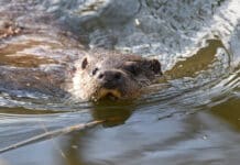 Naturschützer im Saarland beunruhigt: Deutlich weniger Fischotter-Sichtungen