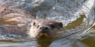 Naturschützer im Saarland beunruhigt: Deutlich weniger Fischotter-Sichtungen