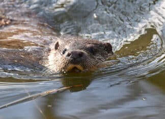 Naturschützer im Saarland beunruhigt: Deutlich weniger Fischotter-Sichtungen