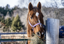 Winterfalle Nährstoffmangel: So schützen Sie Pferd und Hund in der kalten Jahreszeit