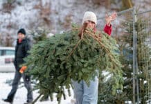 RLP: Fliegende Fichten” – Kult-Weltmeisterschaft im traditionellen Weihnachtsbaumwerfen
