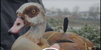 Widerliche Armbrust-Attacke auf Nilgänse in Trier: Pfeile im Körper – Tierschützer greifen ein!