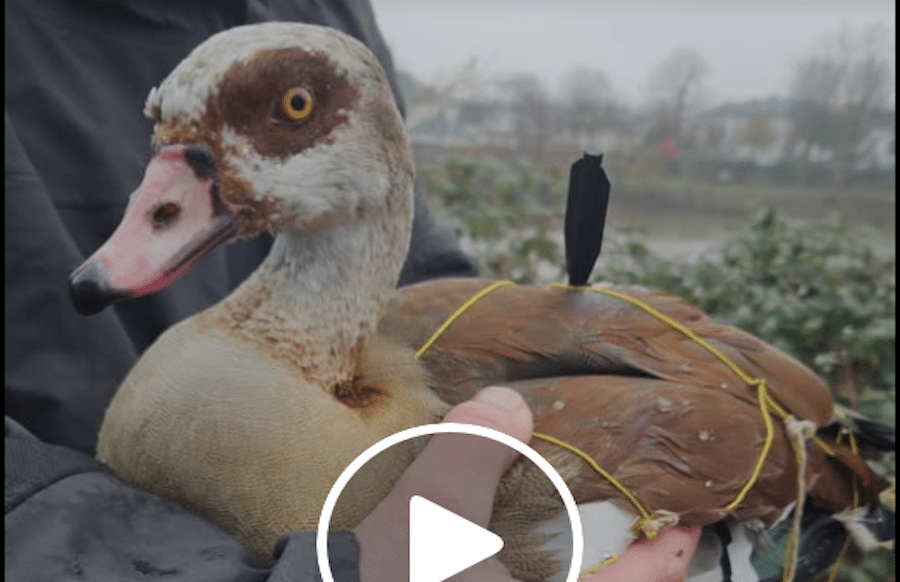 Widerliche-Armbrust-Attacke-auf-Nilg-nse-in-Trier-Pfeile-im-K-rper-Tiersch-tzer-greifen-ein-