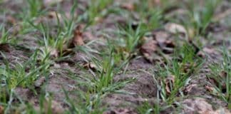 Landwirte in Rheinland-Pfalz nach viel Regen und Schnee zuversichtlich