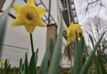 ++ Region: Wetter „ungewöhnlich mild“ — Temperaturen bis zu 18 Grad möglich ++