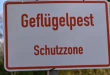 Geflügelpest: Stallpflicht in Trier-Saarburg gilt ab 13. Februar wieder