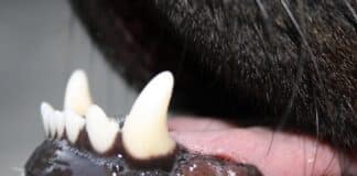 Beißvorfall im Saarland: Hund beißt Mann an Bushaltestelle ins Bein