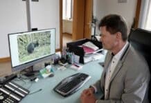 Ausgebüxtes Känguru wieder eingefangen: So geht es dem Tier