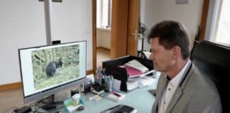 Ausgebüxtes Känguru wieder eingefangen: So geht es dem Tier