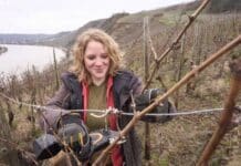 Frühling an der Mosel: Drohen den Reben Frostschäden? Risiko für Spätfrostfolgen