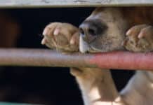 RLP: Tollwut-Virus bei totem Hund nachgewiesen