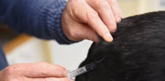 RLP: Tollwut-Virus bei totem Hund – Ermittlungen laufen