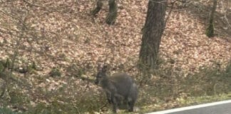 Zaun kaputt, Känguru weg – Polizei sucht hüpfenden Ausreißer