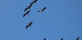 Beliebte „Raststätten“: Kraniche machen Halt in Eifel und Westerwald