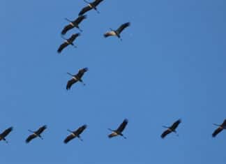 Beliebte „Raststätten“: Kraniche machen Halt in Eifel und Westerwald
