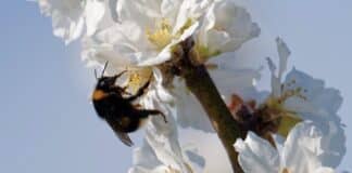 ++ Region: Das Frühlingswetter hält an – sonnig und fast 20 Grad ++