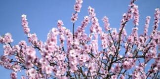 ++ Frühlingswetter in der Region: Sonne und Temperaturen bis 17 Grad ++