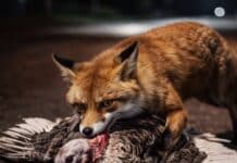 Kurioser Einsatz im Saarland: Polizei rettet Pute vor Fuchs-Attacke