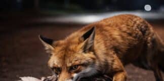 Kurioser Einsatz im Saarland: Polizei rettet Pute vor Fuchs-Attacke