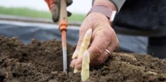 Spargelernte startet in Rheinland-Pfalz — Bauern erwarten steigende Preise