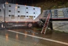 Update: Transporter mit 40 Rindern in Böschung — kilometerlange Staus auf A3