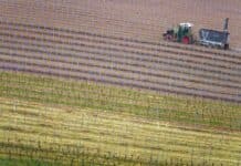 RLP: Bauernverbände warnen — Iran-Konflikt macht Lebensmittel teurer