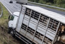A3: Transporter mit 40 Rindern hängt in Böschung — Notschlachtung droht