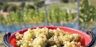 Zölle vermasseln deutschen Winzern das USA-Geschäft — So stark sank der Umsatz