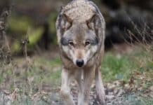 Zwei Wolfsweibchen im Norden Luxemburgs nachgewiesen