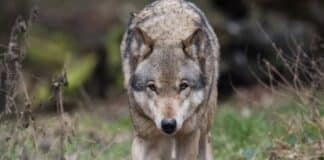 Zwei Wolfsweibchen im Norden Luxemburgs nachgewiesen