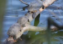 Schildkröten sonnen sich am Rhein – eine invasive Art?