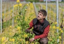 Biodiversität im Weinbau: Darum pflanzen Winzer Blühstreifen — Kritik an Fördermöglichkeiten