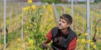 Biodiversität im Weinbau: Darum pflanzen Winzer Blühstreifen — Kritik an Fördermöglichkeiten