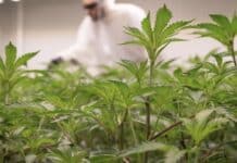 So viele Cannabis-Anbauvereinigungen gibt es in Rheinland-Pfalz