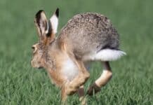 Feldhasen: Es wird viel gehoppelt im Saarland — hohe Nettozuwachsrate