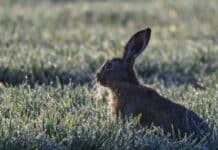 Wie es dem Feldhasen in RLP geht — viele Tiere an Mosel und in Rheinhessen