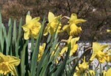 ++ Frühsommerliche Tage in der Region — am Freitag kühler ++