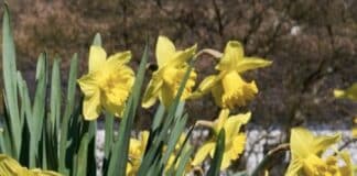 ++ Frühsommerliche Tage in der Region — am Freitag kühler ++