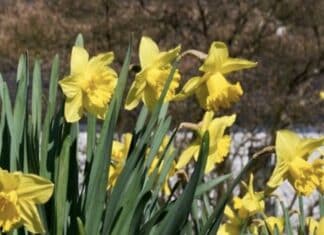 ++ Frühsommerliche Tage in der Region — am Freitag kühler ++