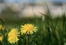 ++ Sonnige Aussichten für die Region: Wochenstart bringt milde Temperaturen ++